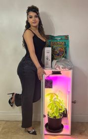 Cash Crop (Soil Grow Box) 2.0 Edition - 1 Plant