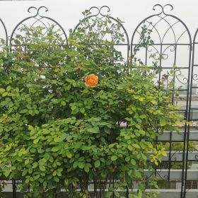 4 Pack Metal Garden Trellis 71" x 19.7" Rustproof Trellis for Climbing Plants Outdoor Flower Support (Color: Black)